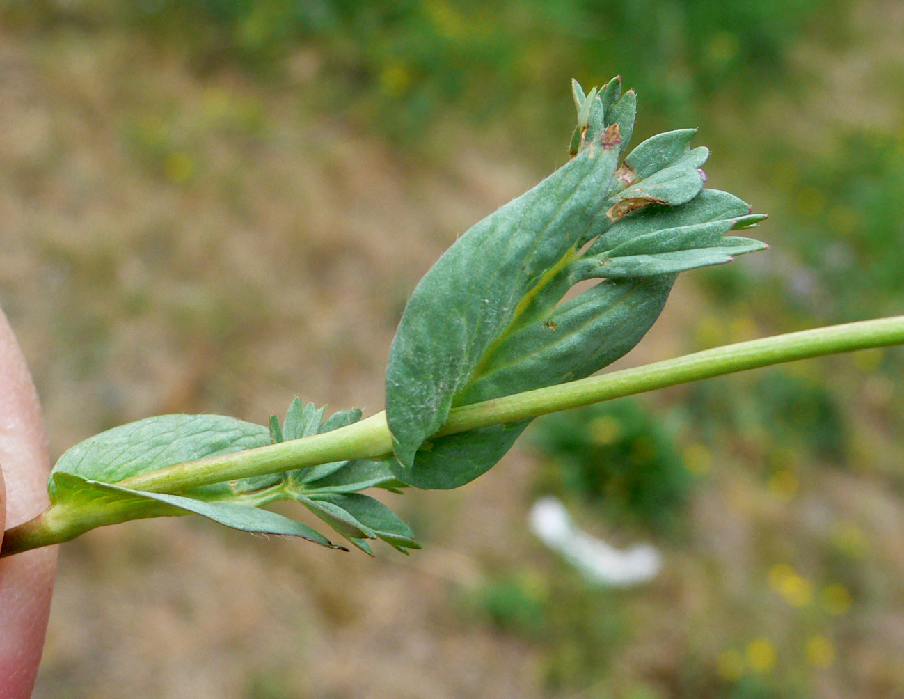 Image of Potentilla stipularis specimen.