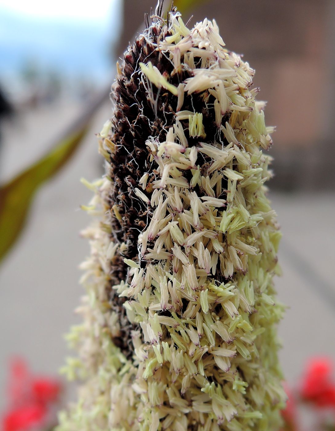 Image of Pennisetum americanum specimen.