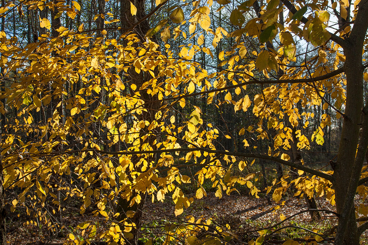 Изображение особи Ulmus laevis.