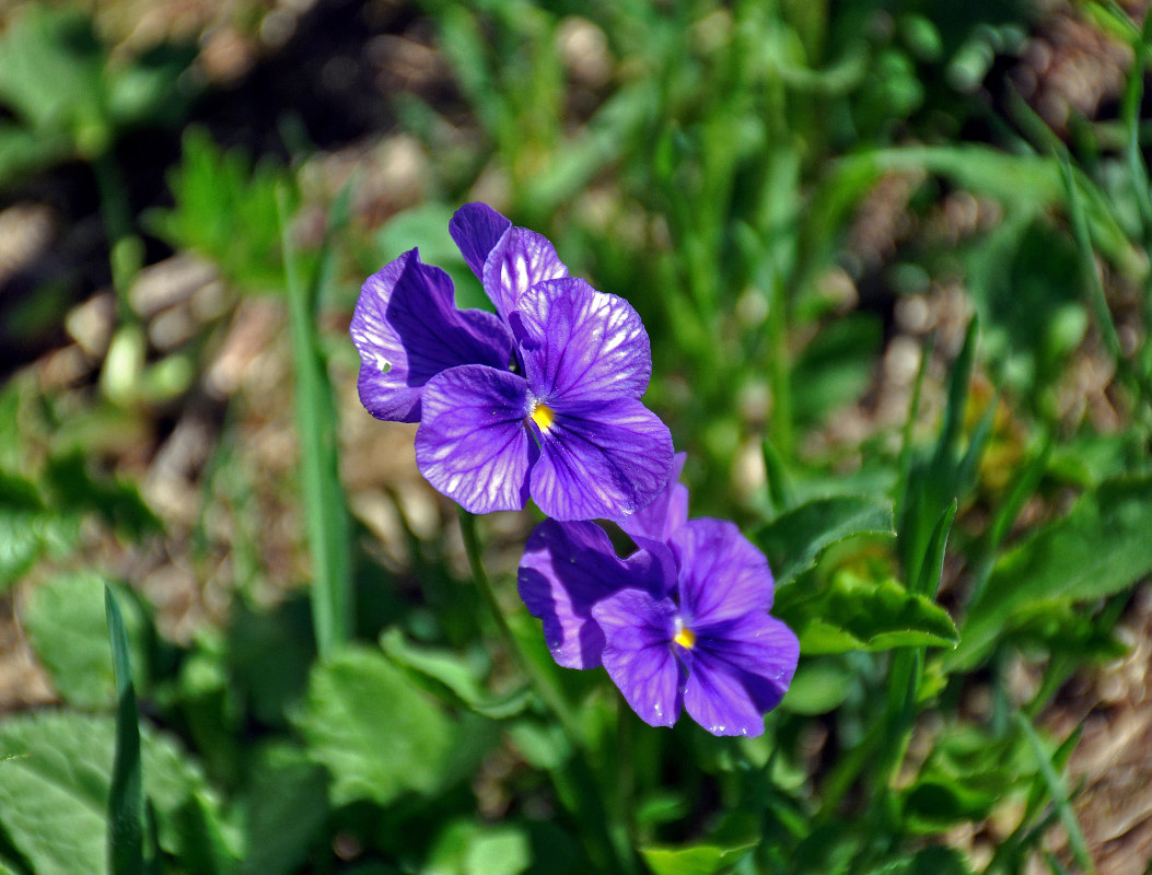 Изображение особи Viola altaica.