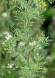 Image of taxon representative. Author is Владимир Иванов