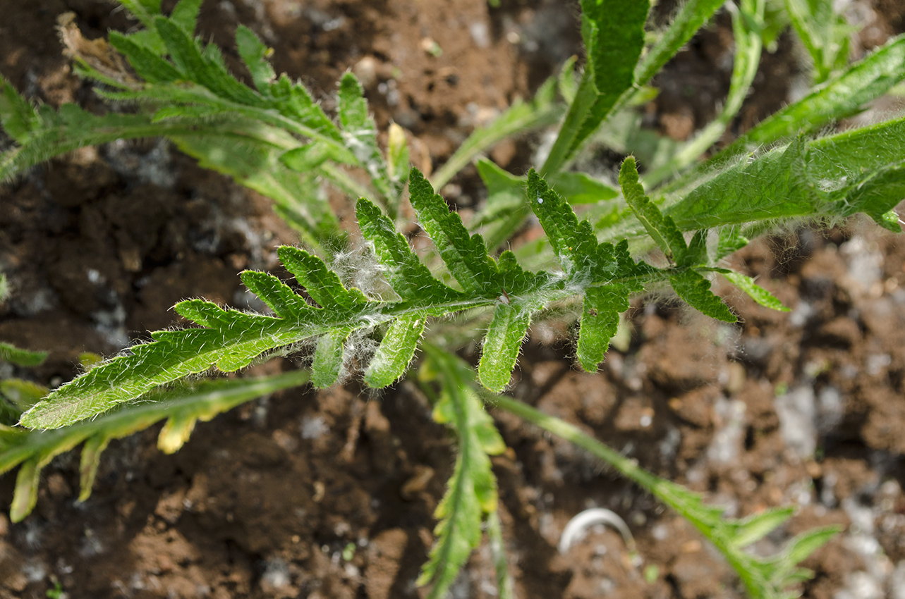 Изображение особи Papaver setiferum.