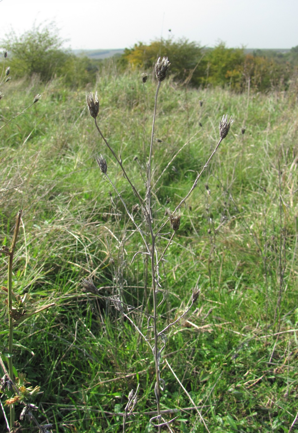 Image of Xeranthemum cylindraceum specimen.