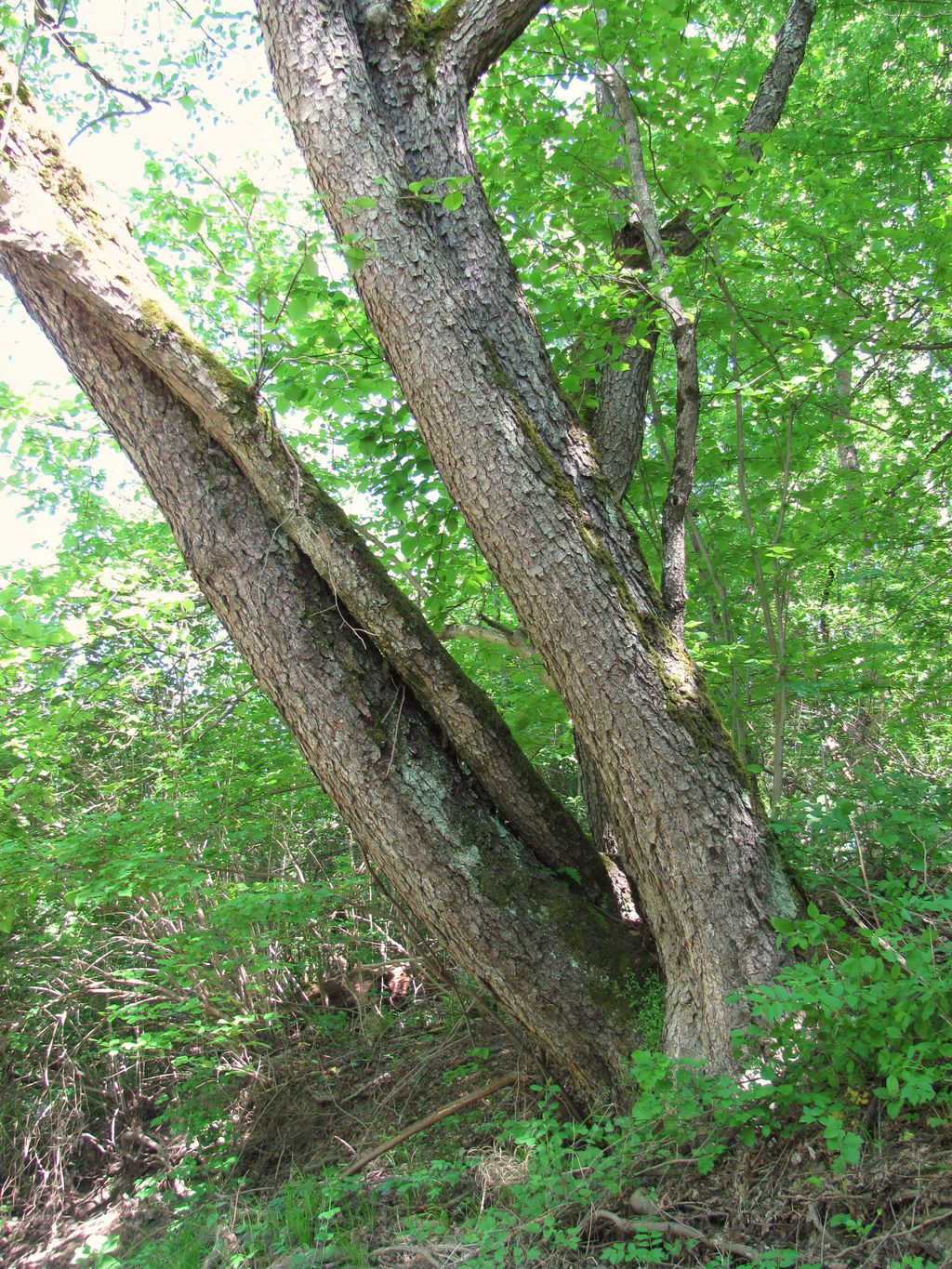 Image of Alnus barbata specimen.