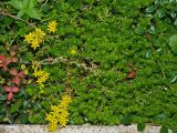 Sedum sexangulare