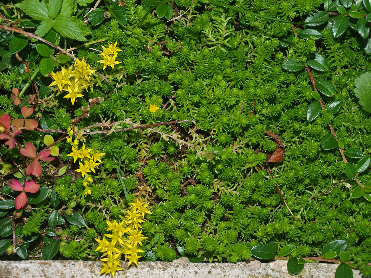 Image of Sedum sexangulare specimen.