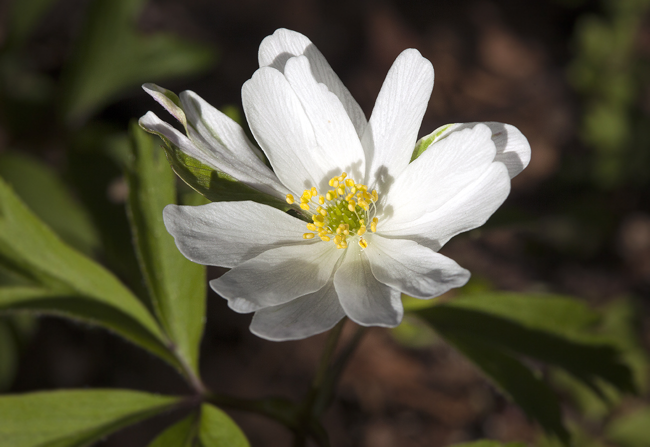 Изображение особи Anemone nemorosa.