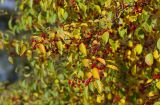 Malus baccata. Ветви с плодами и листьями в осенней окраске. Санкт-Петербург, Московский парк Победы. 07.10.2018.
