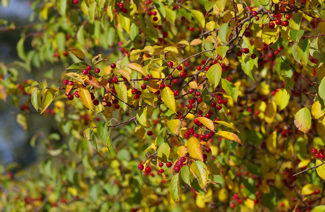 Изображение особи Malus baccata.