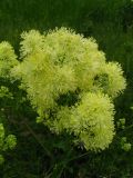 Thalictrum lucidum