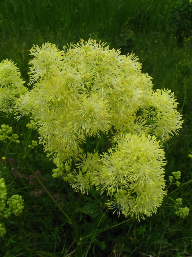 Image of Thalictrum lucidum specimen.