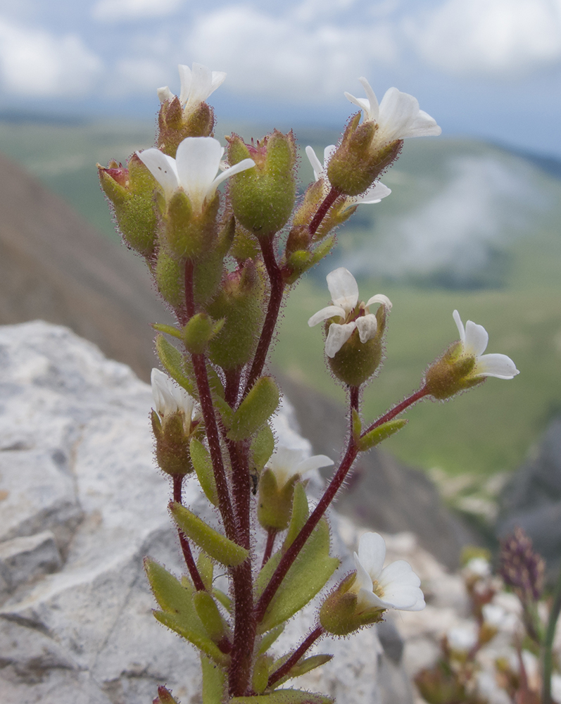Image of Saxifraga adscendens specimen.