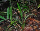 Hanguana bakoensis