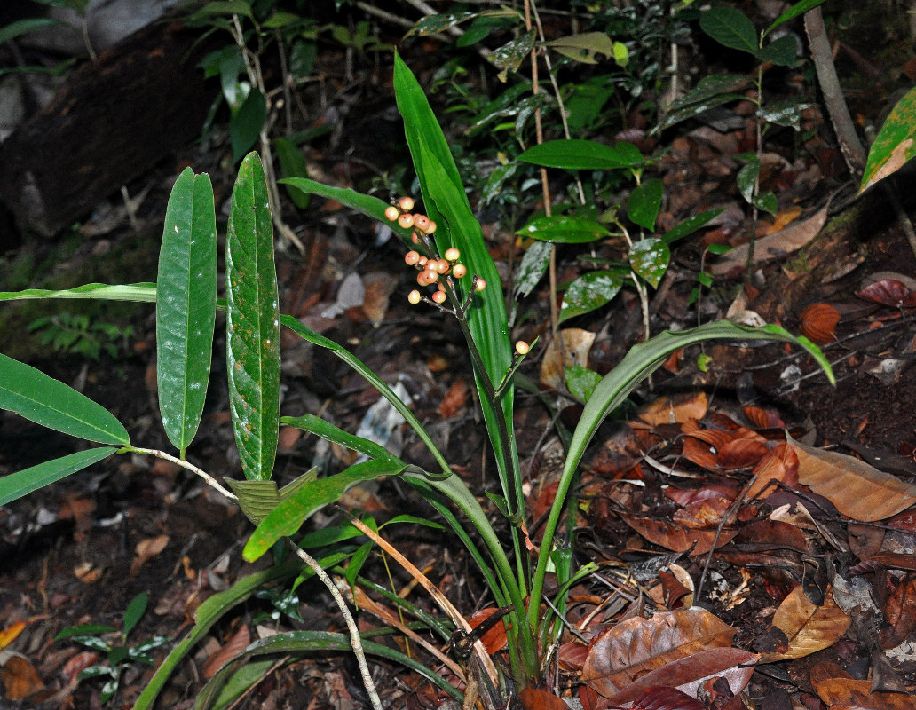 Image of Hanguana bakoensis specimen.