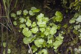 Saxifraga sibirica