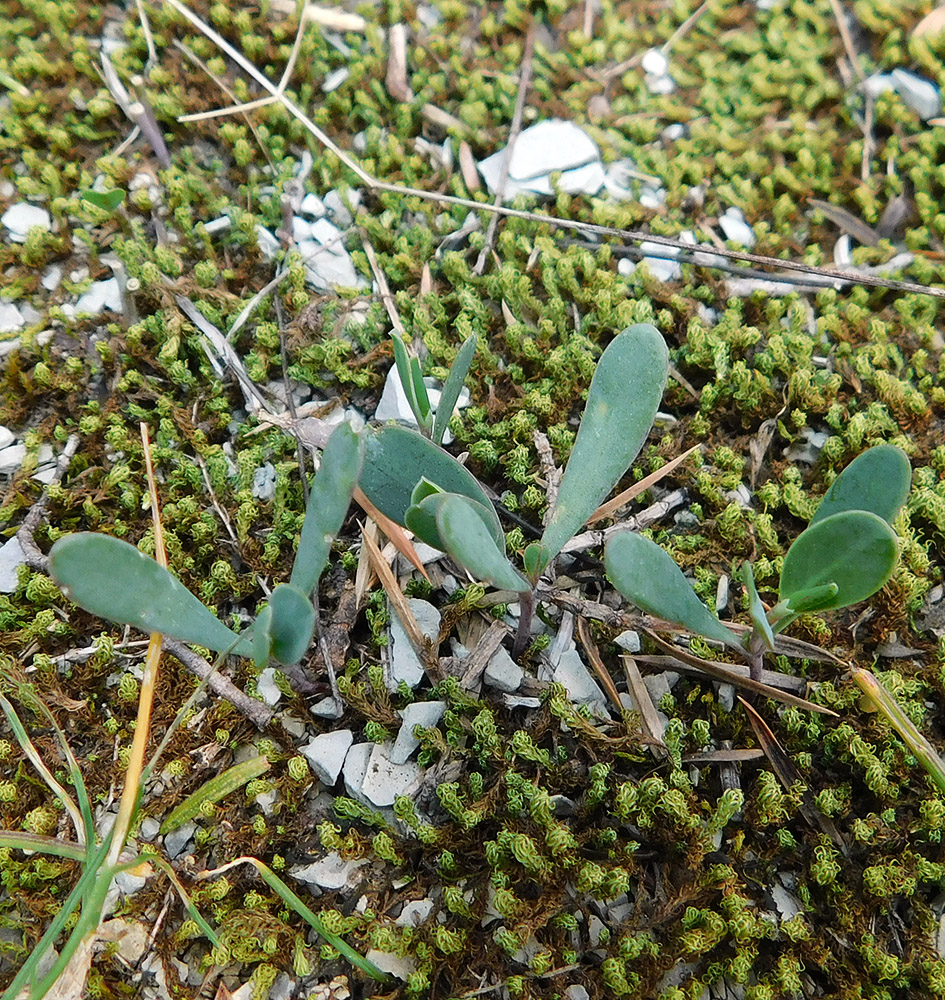 Image of Coronilla scorpioides specimen.