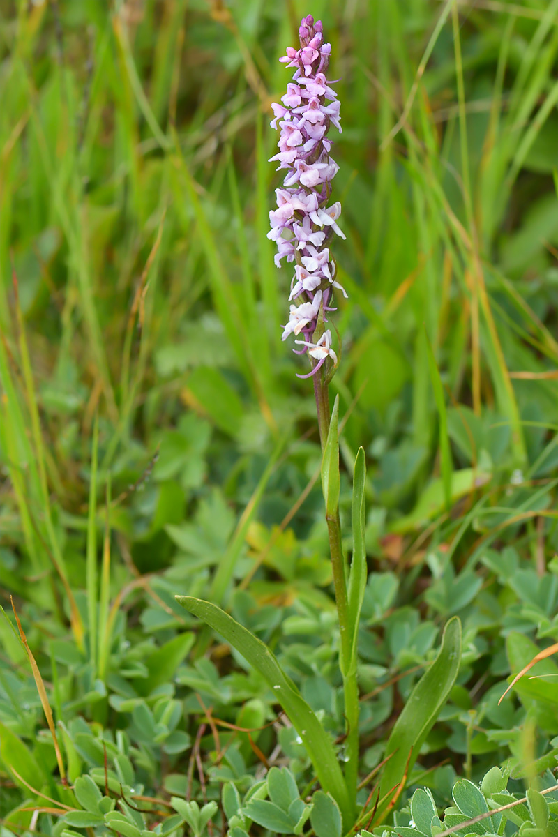 Image of Gymnadenia conopsea specimen.