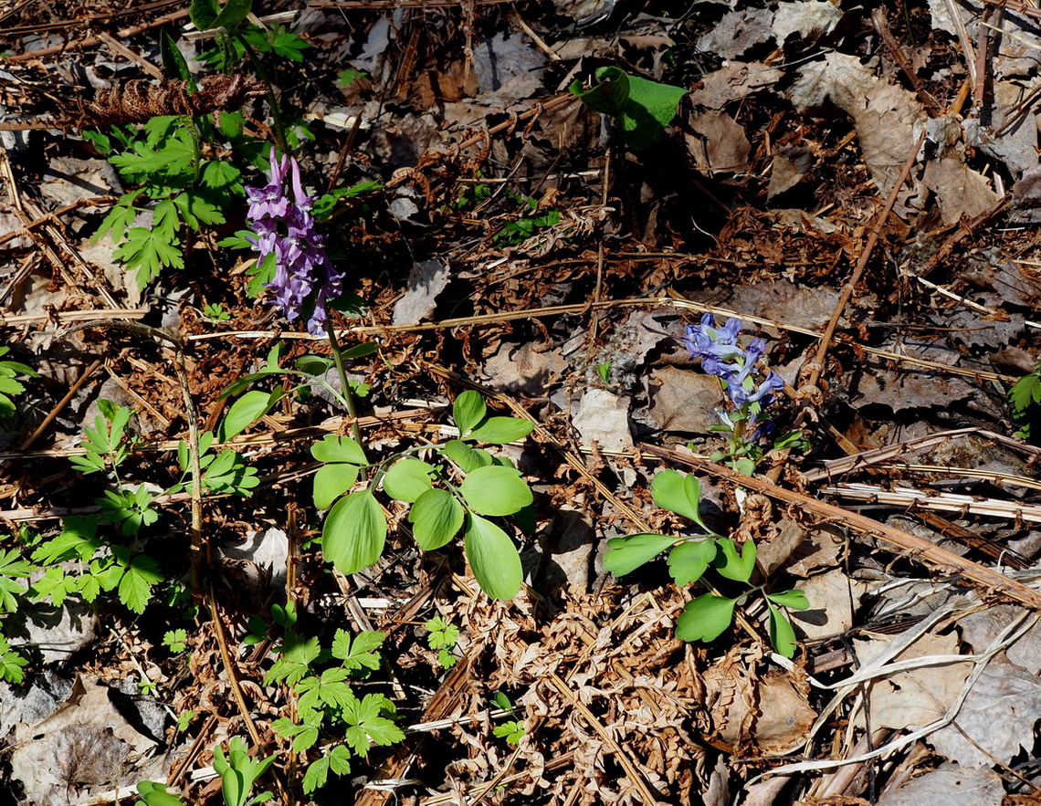 Изображение особи Corydalis lacrimuli-cuculi.