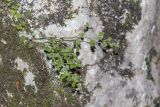 Asplenium ruta-muraria