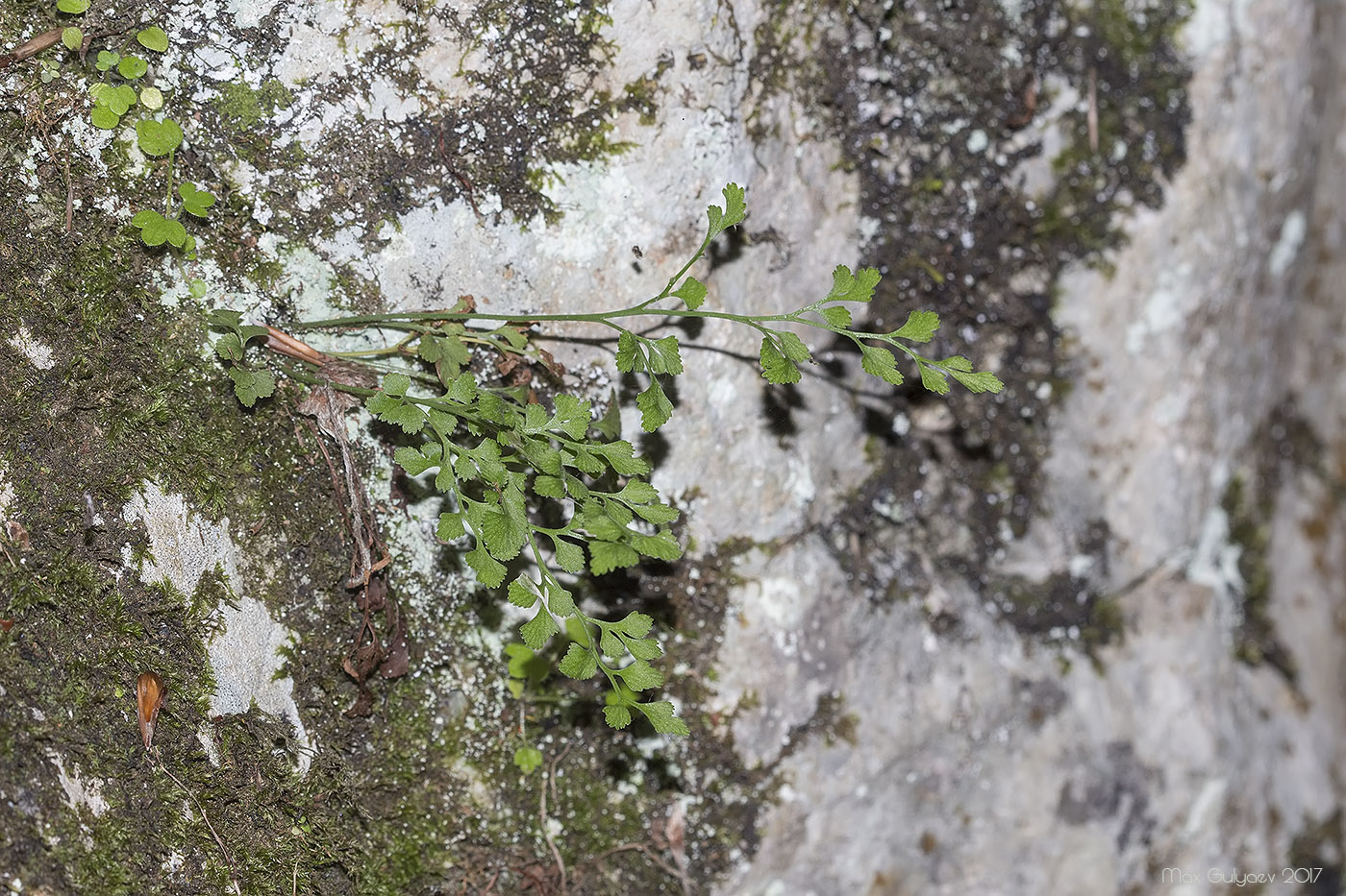 Изображение особи Asplenium ruta-muraria.