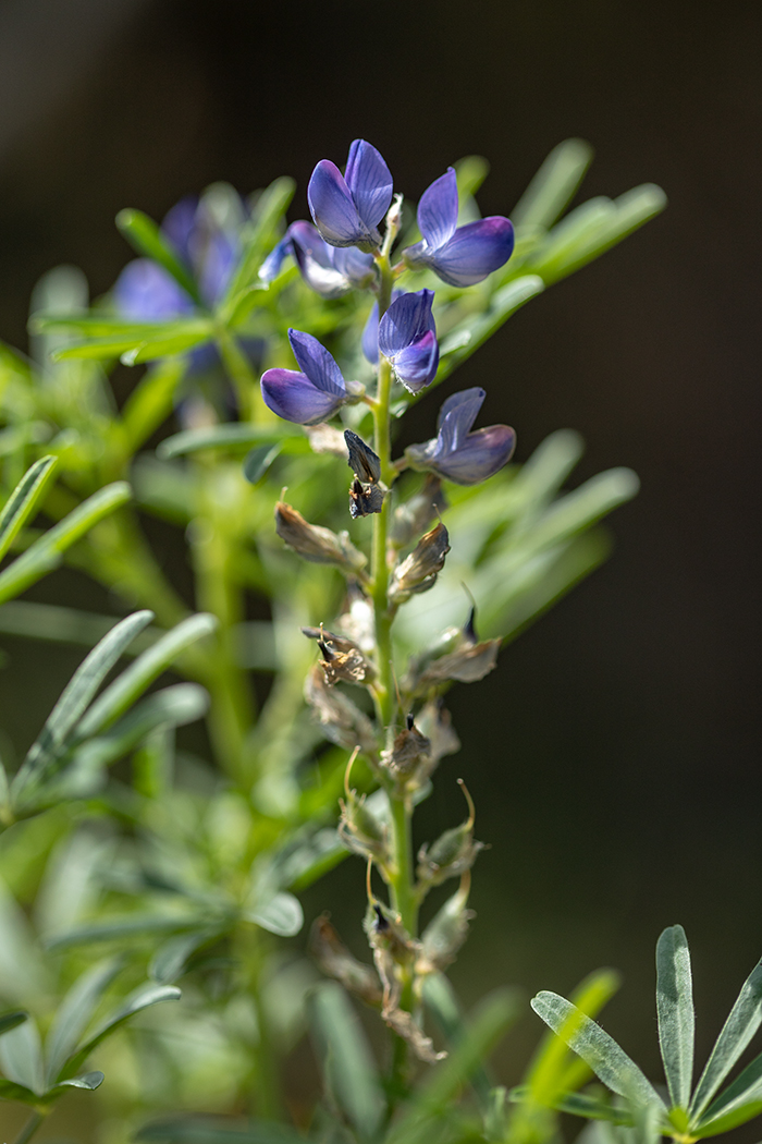 Изображение особи Lupinus angustifolius.