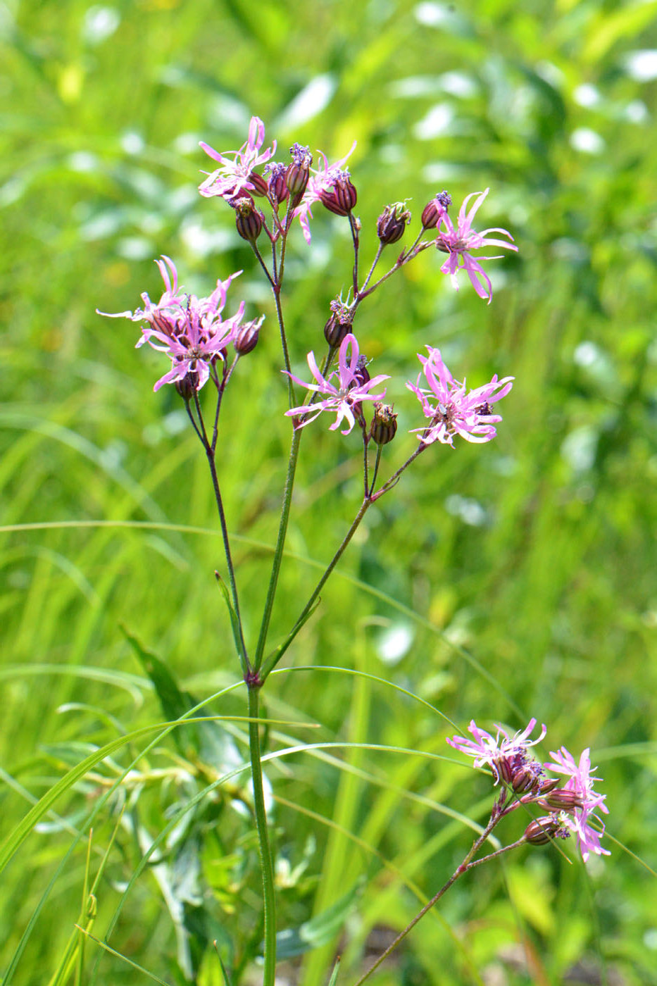 Изображение особи Coccyganthe flos-cuculi.