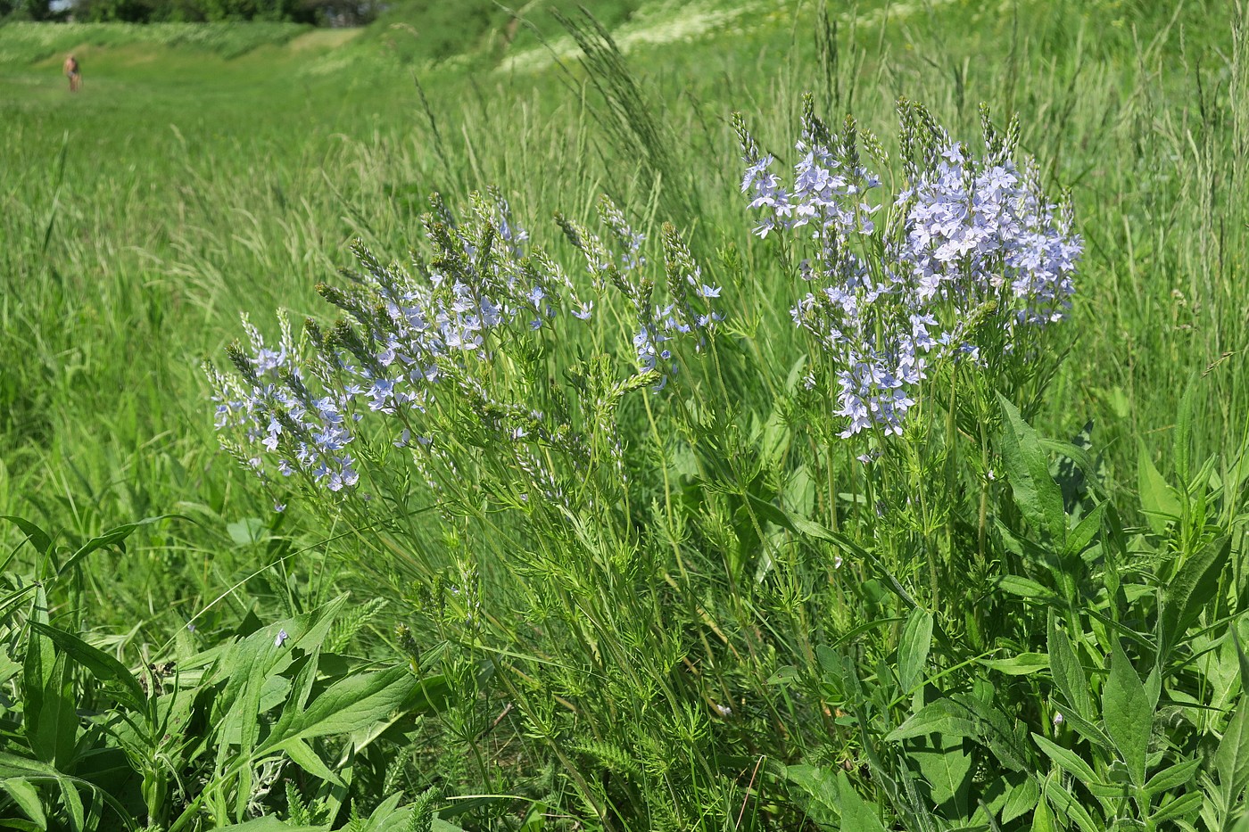 Image of Veronica jacquinii specimen.