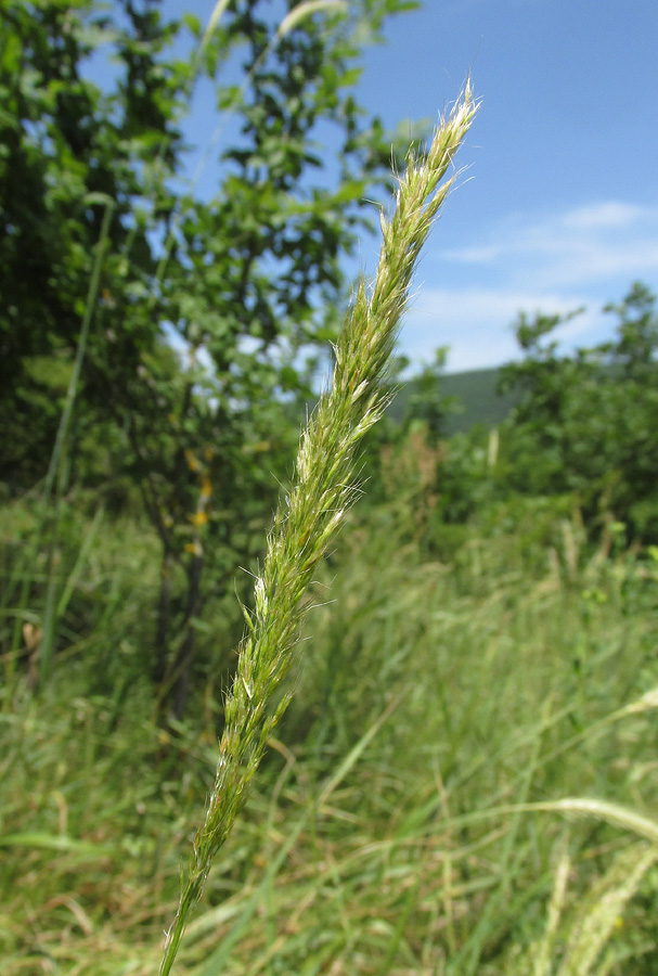 Изображение особи род Trisetum.