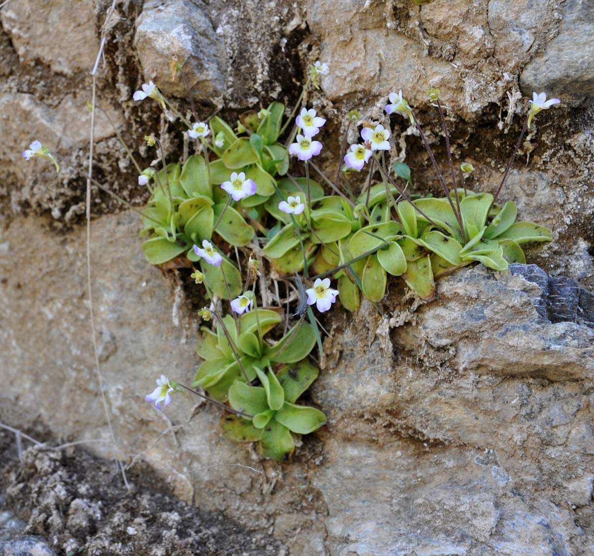 Изображение особи Pinguicula crystallina.