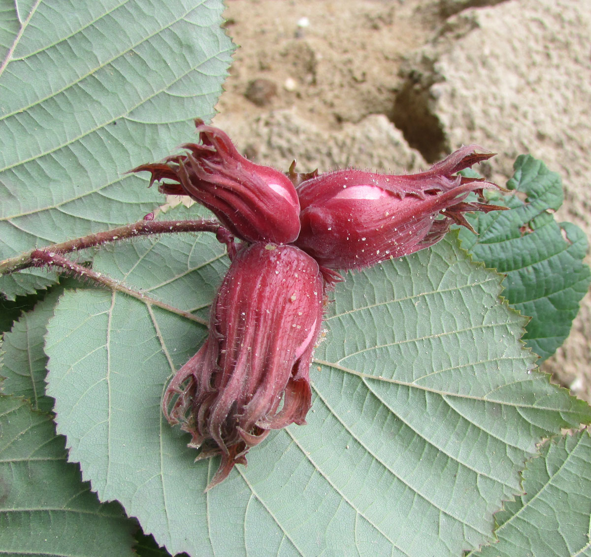 Image of Corylus avellana specimen.