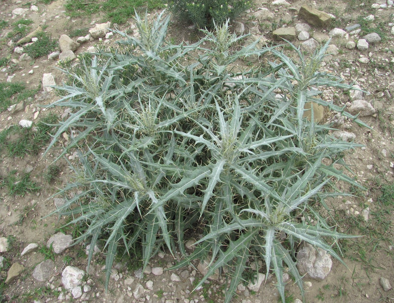 Изображение особи Cirsium argillosum.