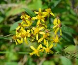 Senecio ovatus