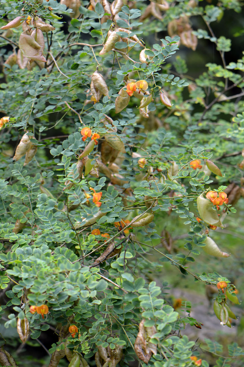 Image of Colutea orientalis specimen.