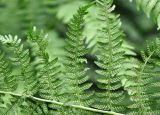 Athyrium filix-femina. Нижняя сторона вайи со спорангиями. Алтайский край, Чарышский р-н, руч. Большой Тигирек, 16 июля 2010 г.