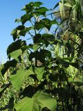 Paulownia tomentosa