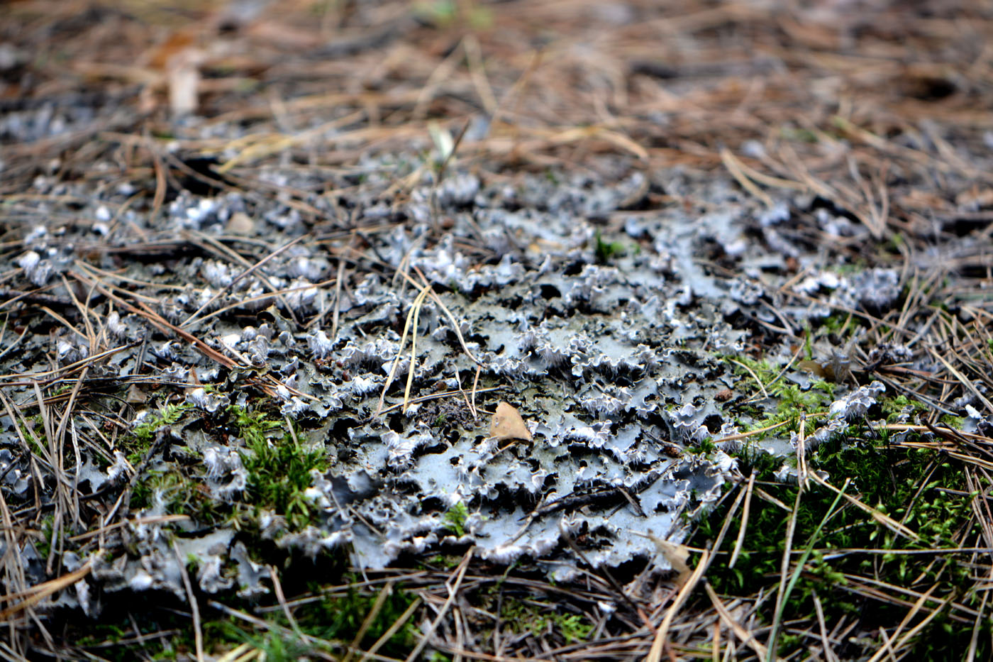 Image of Peltigera canina specimen.