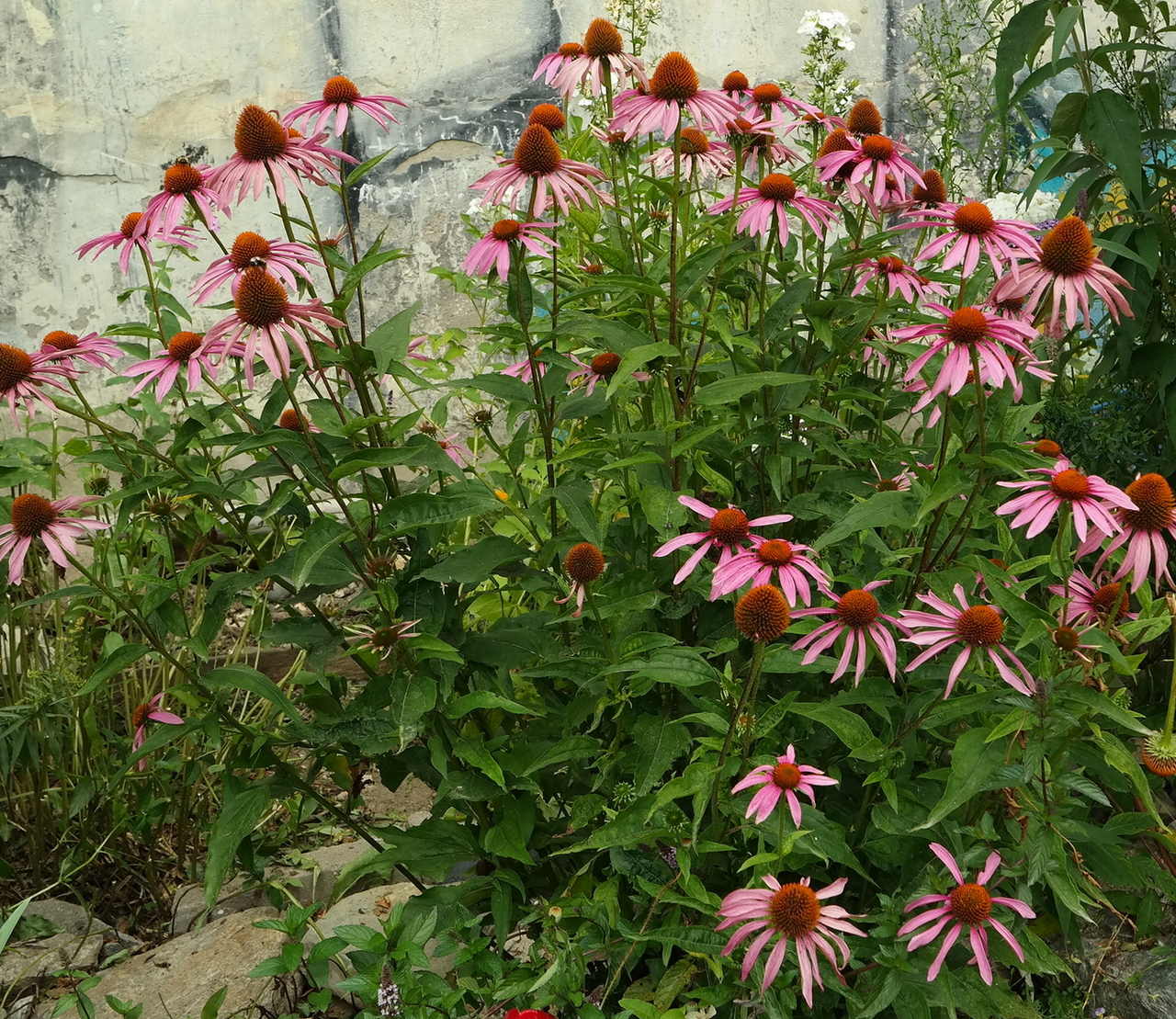 Изображение особи Echinacea purpurea.