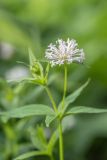 Asperula caucasica. Верхушка цветущего растения. Краснодарский край, Мостовский р-н, окр. горы Большой Тхач, субальпийский луг. 11.06.2019.