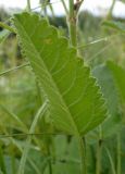 Betonica officinalis