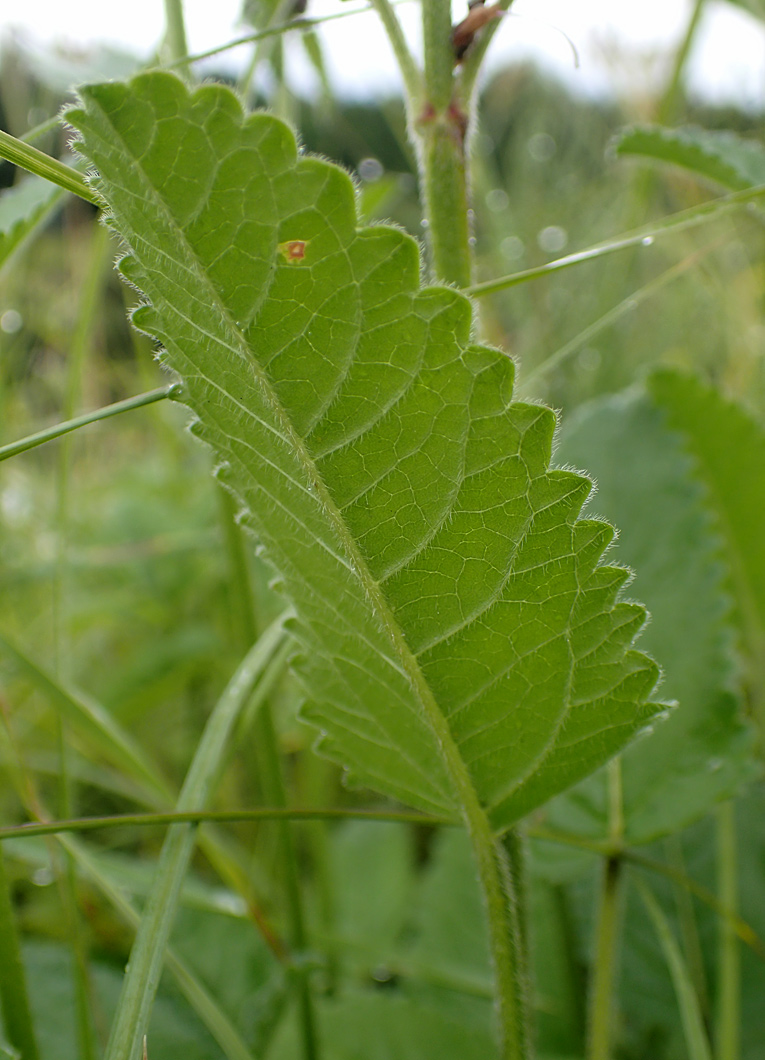 Изображение особи Betonica officinalis.