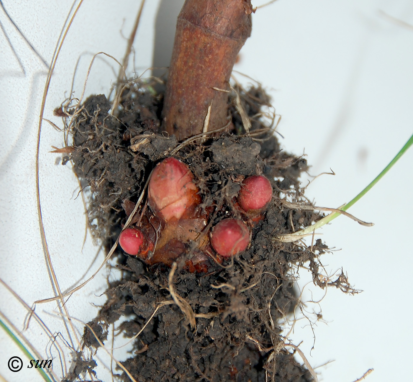 Image of Reynoutria japonica specimen.