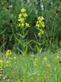 Lysimachia davurica