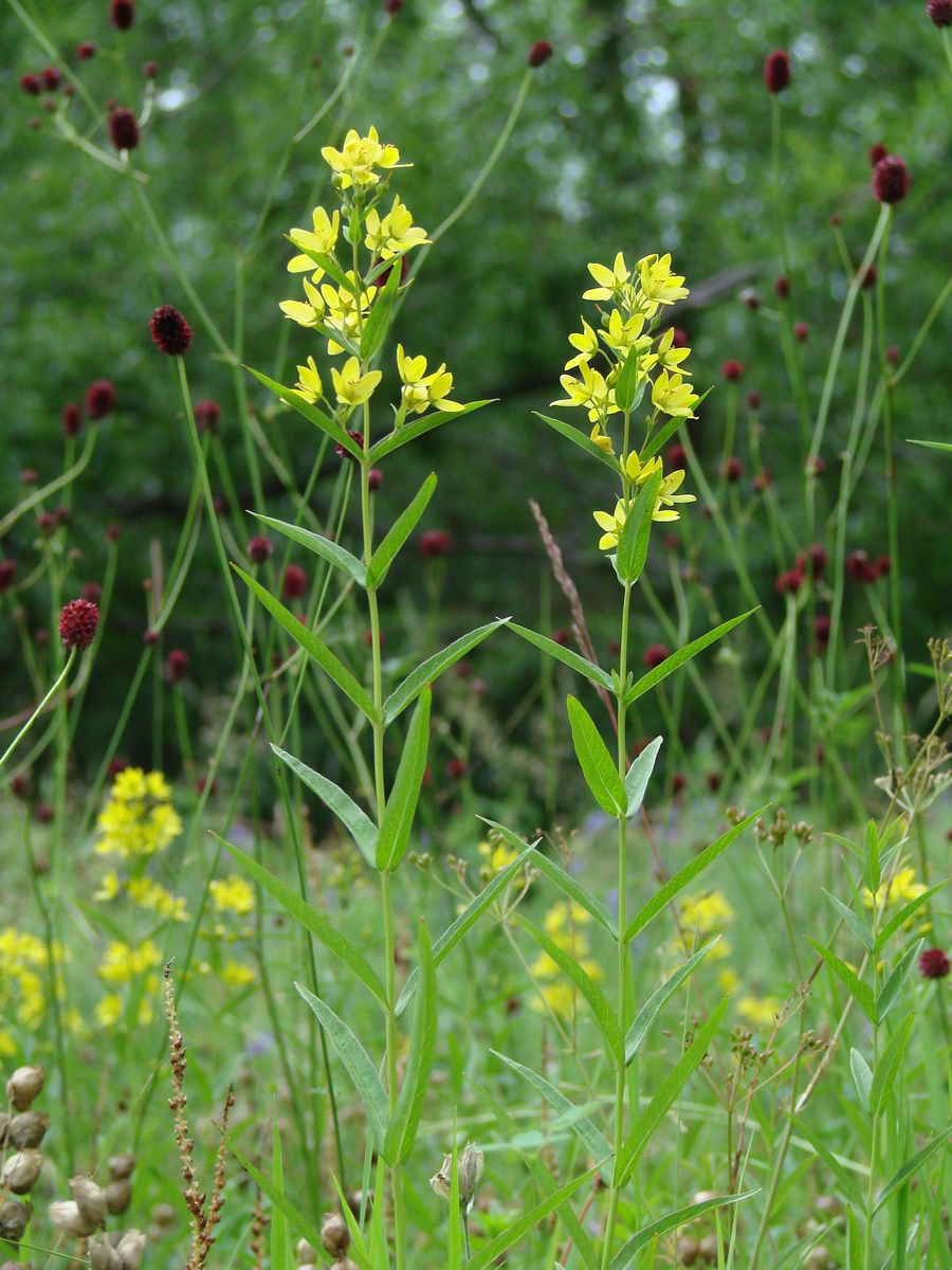 Изображение особи Lysimachia davurica.