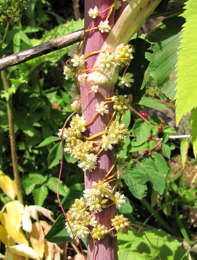 Изображение особи Cuscuta europaea.