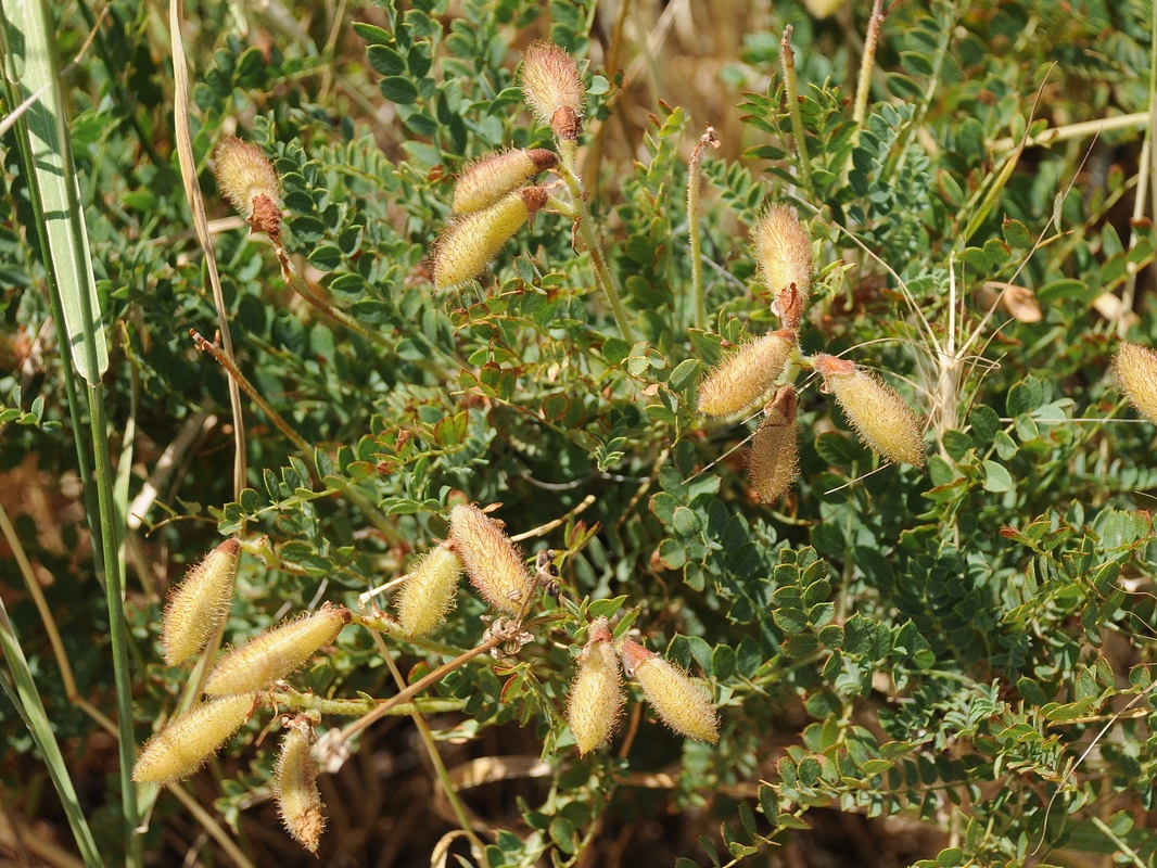 Изображение особи Calophaca tianschanica.