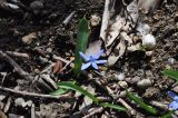 Scilla siberica