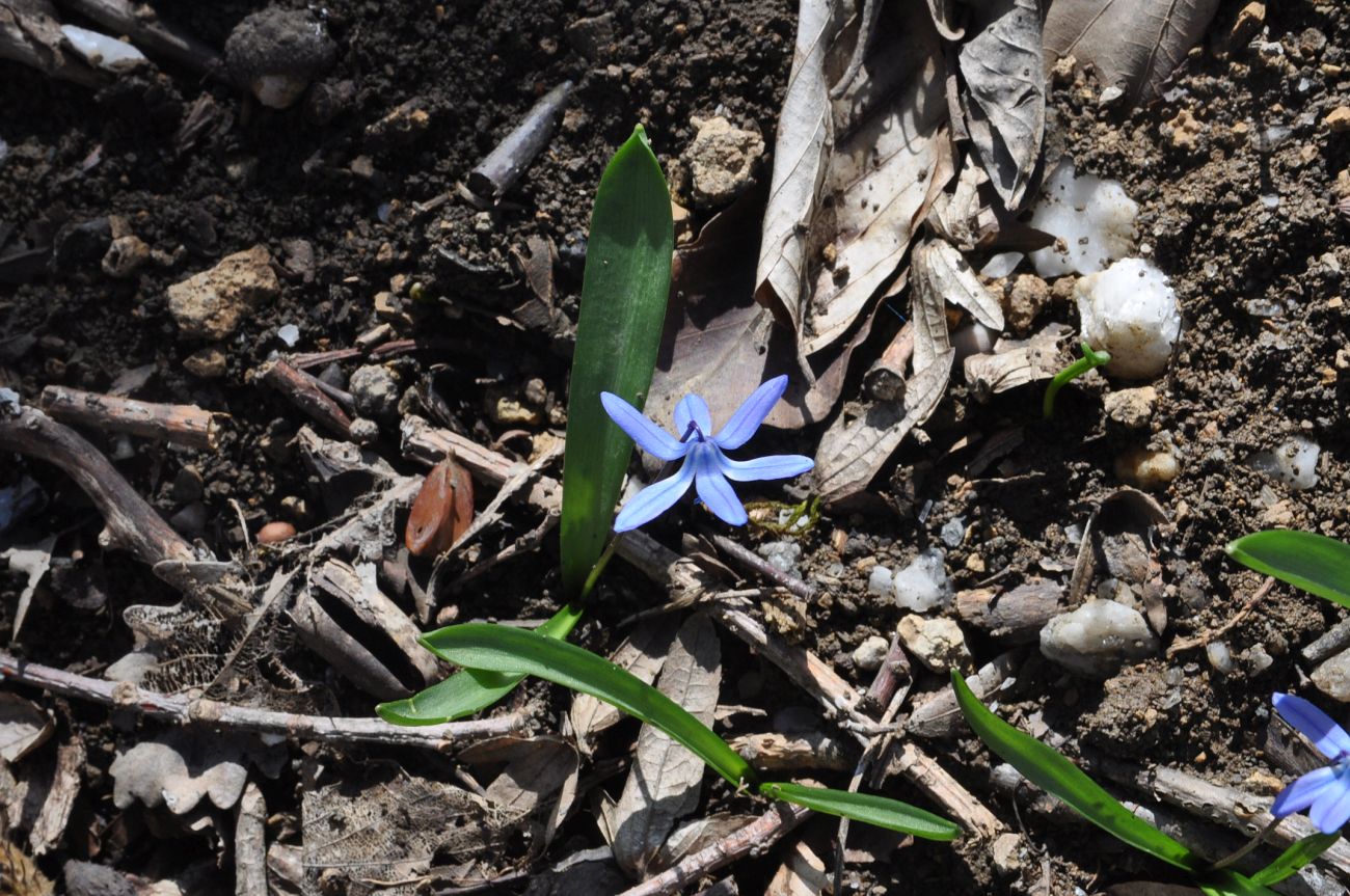 Изображение особи Scilla siberica.