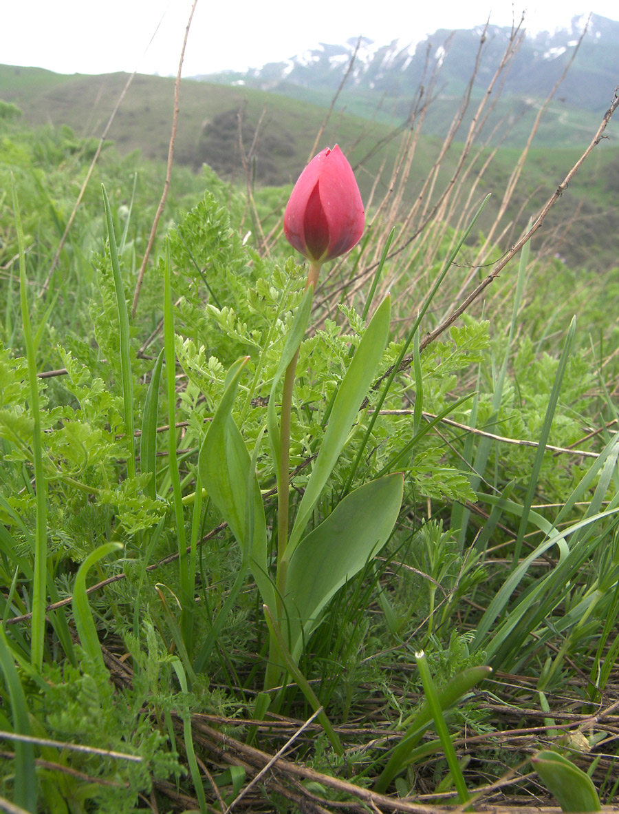 Image of Tulipa julia specimen.