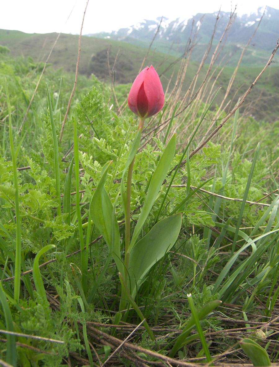 Изображение особи Tulipa julia.