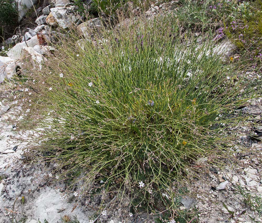 Image of Gypsophila patrinii specimen.